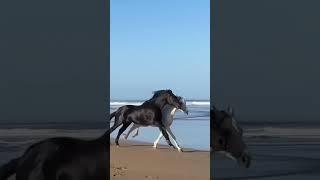 Black vs white ghoda #black_horse #whitehouse #shortsviral