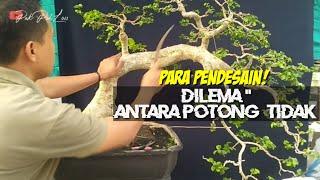 uji mental dipameran bonsai bumi reyog ponorogo!!cutting wiring persiapan pamlok