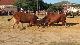 Bullfight - Final Torneio de Chegas de Bois - Shibaura vs Joka Pião | 2018 | BOTICAS