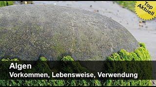 Algen – Vorkommen, Lebensweise, Verwendung | Trailer MedienLB