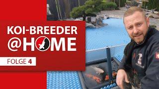 Koi-Breeder@home: Ruedi Weber, Aargau