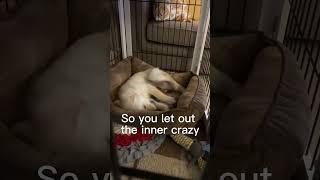Puppy POV when you think your alone! #funny #cutepuppyshorts