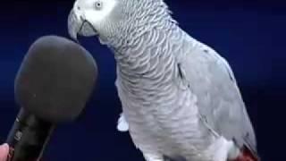 Einstein the bird