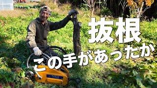 【抜根】チルホールで無花果の木を抜根してみたら