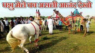 राजस्थान का सबसे खूबसूरत पशु मेला पाबोलाव हनुमान पशु मेला 2024 / Pabolav Pashu Mela 2024