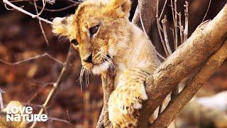 Hungry Baby Lion Cub Vanishes and Filmmakers Fear the Worst