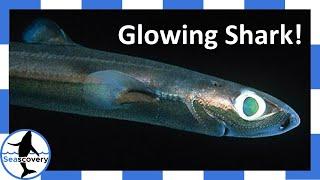 The Glowing Shark: Velvet belly lanternshark (Etmopterus Spinax )