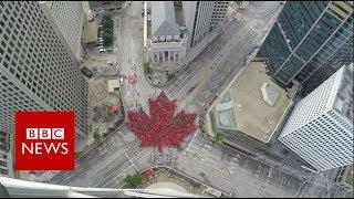 Canada Day: Time-lapse captures 'largest living maple leaf'- BBC News