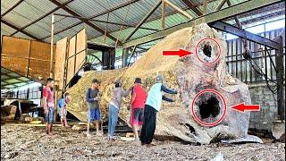 The most expensive and largest wood in the world! Price 2 billion Antique wood from Poso Sulawesi