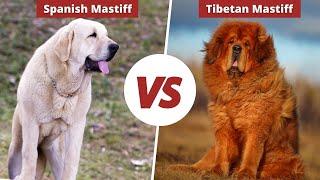 IN THE GROUND OF CONFRONT? - SPANISH MASTIFF VS TIBETAN MASTIFF