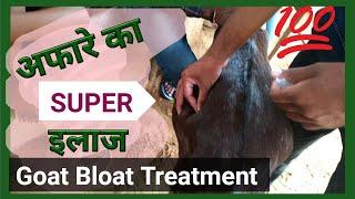 bakri ka aphara afara ka ilaj बकरी के आफरा गैस की दवा treating goat bloat treatment बकरी का इलाज