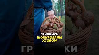 Грибники шокированы уловом / Новости  #грибы #собиратель #грибники #урожай #леса #дарылеса #погода