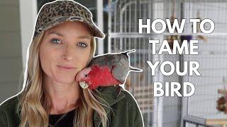 A Hands Off Approach to Taming a Parrot (Levels of Target Training)