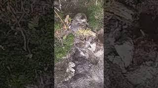 Черноглазый дятел над серым, сероглазым волчонком гладящим нос улыбающегося, черноглазого оленя.