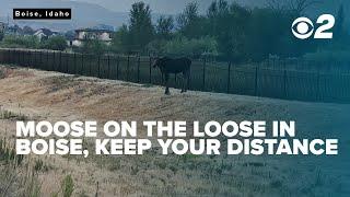 Moose on the loose in Boise, Fish and Game warns residents to keep their distance