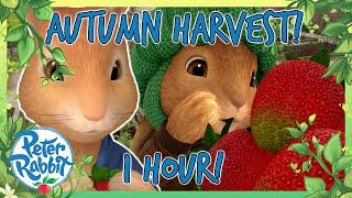 @OfficialPeterRabbit -  The Great Vegetable Hunt!  | 1 HOUR | Cartoons for Kids