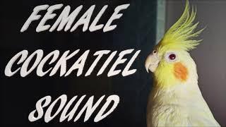 Female Cockatiel Sound