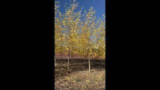 Narrowleaf Poplar (Populus x angustifolia)