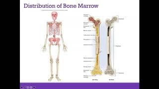 AP1 Online | Chapter 7: Bone Tissue