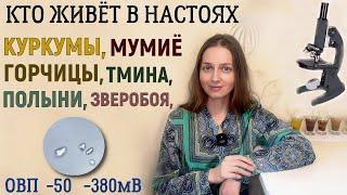 Настои под микроскопом: горчица, куркума, полынь, пижма, тмин, мумие...