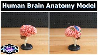 Learning About Human Anatomy! | STEAM Product Review | 4D Vision Human Brain