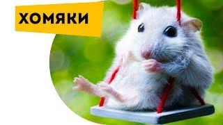 Hamster funny moments. Funny hamster videos for kids