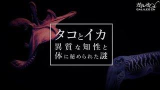 タコとイカ 異質な知性と体に秘められた謎|ガリレオX第228回