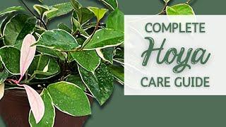 Complete Hoya Houseplant Care Guide | Wax Plant Care Guide and Propagation