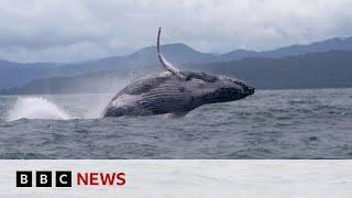 Humpback whale makes epic migration, astonishing scientists | BBC News