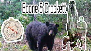 Wisconsin BOONE & CROCKETT Black Bear with a BOW! (Over Bait)