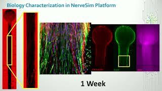 Cappiello | Peripheral Nervous System Platform towards Disease Modeling and Neurotoxicity