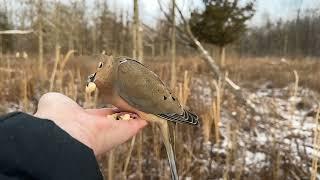 Hand-feeding Birds in Slow Mo - Mourning Doves