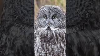 Big birds #wildlife #animal #shorts #shortvideo #viralvideo #video #foryou #nature #funny