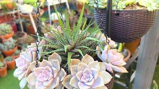 Hanging Basket Succulent Arrangement