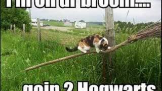 Funny Lol Cats