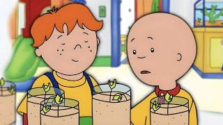 Himbeeren Anbauen | Caillou Klassiker