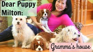 Dear Puppy Milton: Gramma's House | Herky Cavalier King Charles | Introduction to gramma's