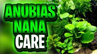 Anubias Nana Care Guide: Proven Tips to Keep This Plant Looking Amazing!