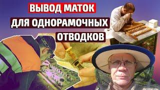 Вывод маток от а до я. Анатолий Стрелец вывод маток.
