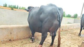 ظفرعلی بلوچ 404گ ب |3ٹاپ کلاس بھینسیں برائے فروخت12ستمبر Pure Nili  Ravi Buffalo For Sale on Eitfaaq