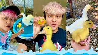 Meet My Duck   | Cute Duck COMPILATION