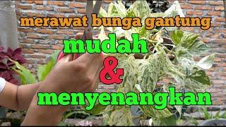 merawat tanaman gantung