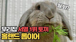 우리집 서열 1위가 되버린 홀랜드 롭이어 토끼