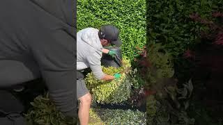 Try this. Satisfying trimming #satisfying #gardening #shorts #trim