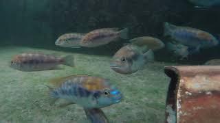 Gephyrochromis lawsi (拉斯黃頂斑馬)