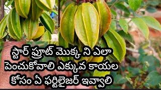 how to grow star fruit plant full guide...less maintenance heavy yield..