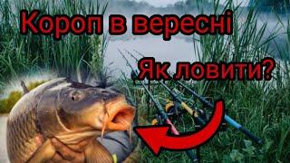 Короп в вересні. Як ловити? Де шукати? Секрети риболовлі на коропа