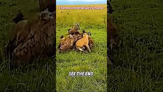 Lion vs hyena #trending #animals #wildlife #hyena #lion #shorts #youtubeshorts #youtube #viralvideo