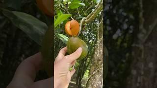 Тропические фрукты на Бали #еда #фрукты