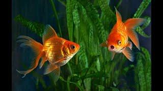 RR Aquarium Shop in Bhagalpur | Red Cap Fish | Goldfish